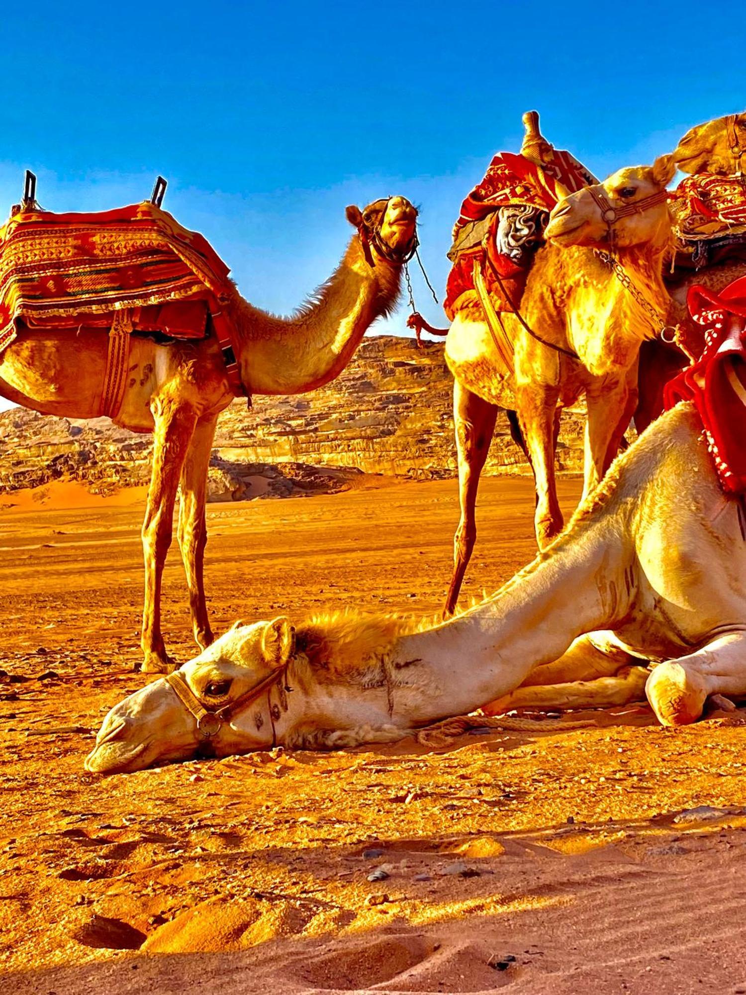 Rum Relaxation Luxury Camp Wadi Rum Exterior foto