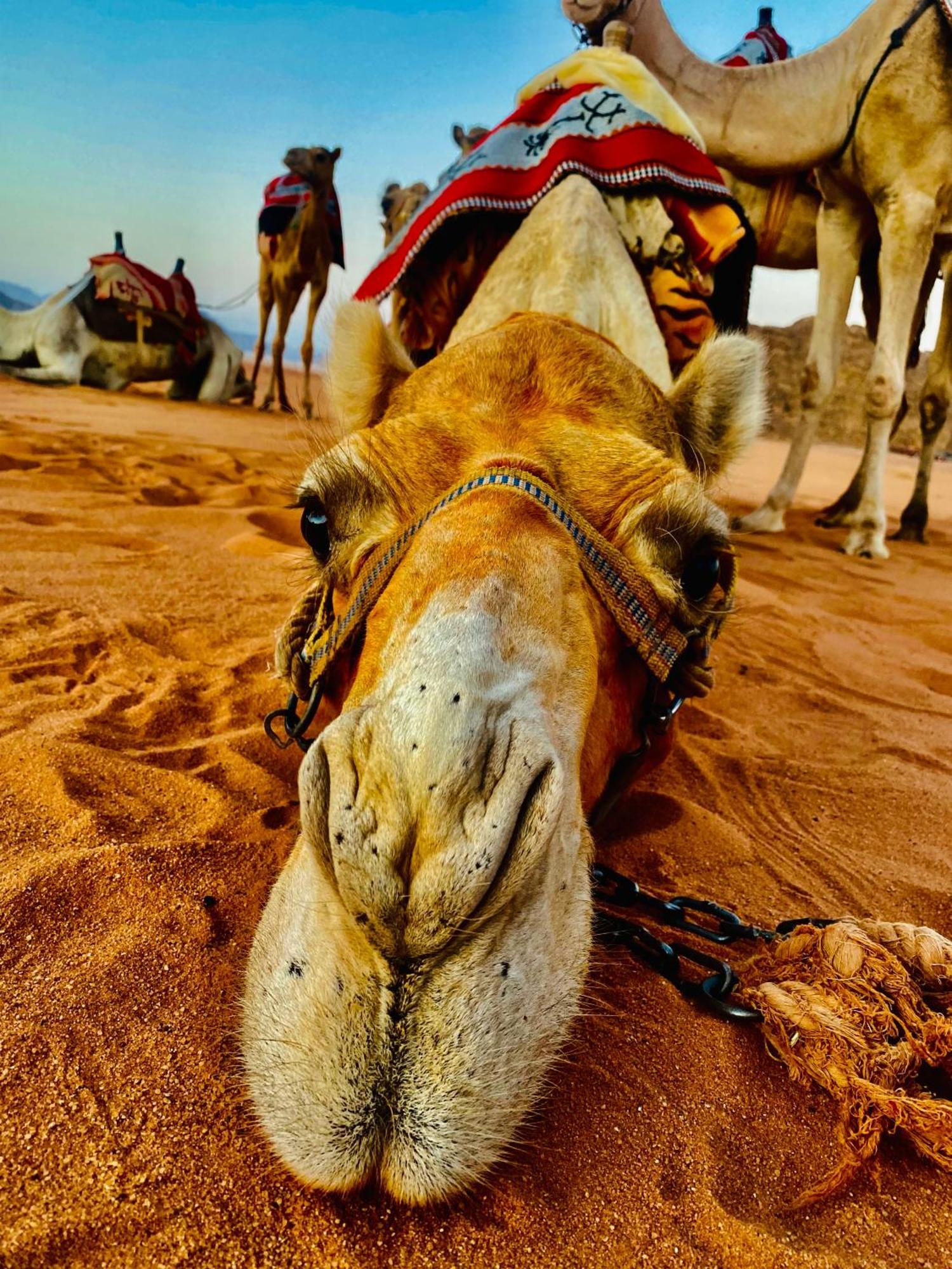 Rum Relaxation Luxury Camp Wadi Rum Exterior foto